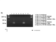 HINDIII DNA Ladder for Agarose Gel Electrophoresis