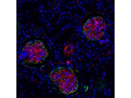 Reliable Podoplanin Antibody for IF