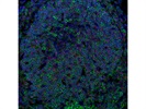 Good Aiolos Antibody for IF