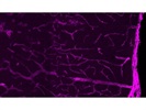 Great Antibody for Pericyte Staining