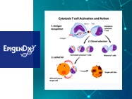NGS for Immunology - Quantitative Molecular Testing