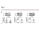 Reliable Top 1 Western Blot Antibody