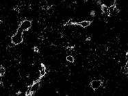Good LYVE-1 Antibody
