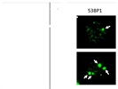 Consistent 53BP1 Antibody