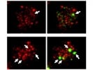 Reliable Secondary Antibody for Confocal Microscopy
