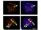 Great DAPI Stain 