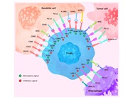 Comprehensive Immune Checkpoint Proteins