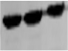 Effortless Antibody to Use for the Detection of Actin
