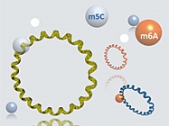Webinar: CircRNA Expression and Modifications