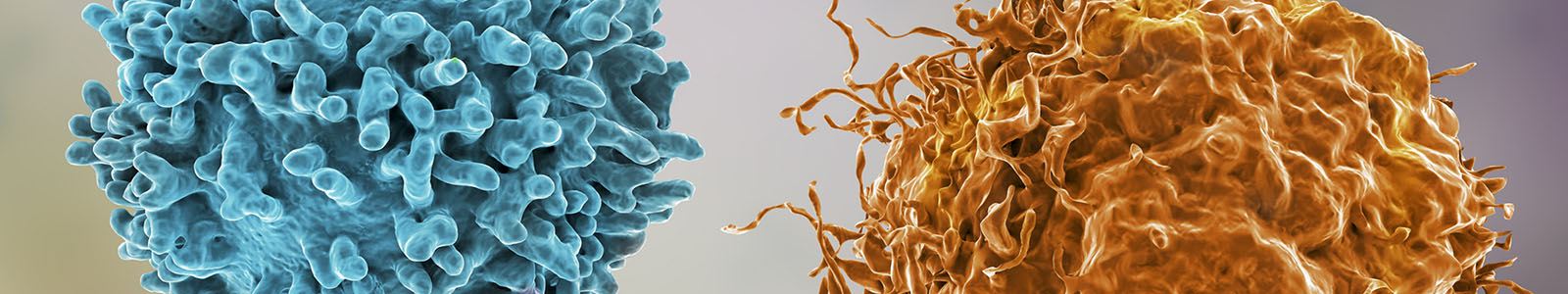  Tools for Immune Checkpoint Therapeutic Antibodies Research