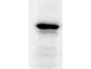 Reliable Antibody for the Detection of AMPKa [rotein