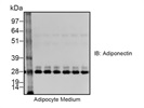 Reliable Adiponectin Antibody