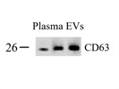 Great CD63 Western Blot Antibody