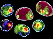 Standardizing Flow Cytometry Assays