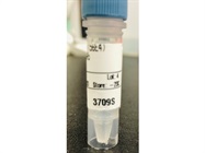 Consistent Western Blot TGF-Beta Antibody
