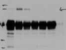 Good Abcam Antibody To Detect HSP90 In Mouse Tissue