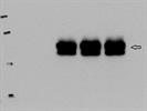 Excellent Abcam Antibody for the Immunodetection of Cdc6 Protein Levels in Human Cells