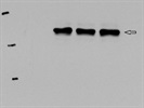 Excellent STAT1 Antibody from Abcam