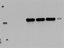 State of the Art Antibody for Detection of BRF2 in a Human Primary Cell Line