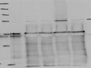 Good Immunodetection of STAT1 Protein in a Mouse Cell Line