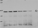 Excellent Antibody to Detect LMCD1 in Human Cell Line