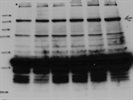 Great PLCB1 Antibody from MyBioSource.com