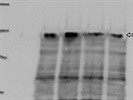 Good Detection of Nrf2 in Human Cells