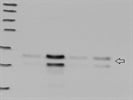 Average Antibody to Detect pCREB (phospho S133) Levels