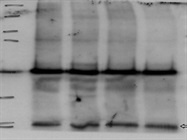 Great Antibody for the Immunodetection of CXCL1 in Mouse Cells