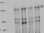 Great Antibody to Detect STAT2 in Human Cells