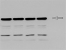 Great Antibody for Immunodetection of SHP1