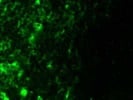 Reliable CD38 Antibody from Novus Biologicals