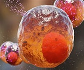 Quantify IFN Gamma in Serum and Plasma