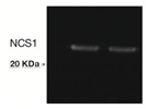 Reliable NCS-1 Antibody
