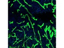 Great Antibody as a Pan Laminin Marker