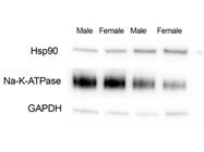 Great for Isolating Mouse Neuron Membranes