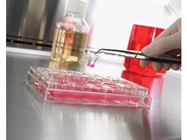 Transwell® Permeable Supports