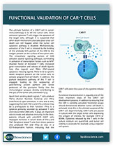Functional Validation of CAR-T Cells