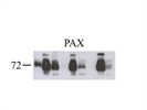 Excellent Paxillin Antibody