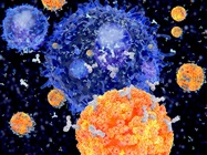 Infographic: Primary Antibody Validation