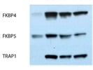 Reliable FKBP5 in Human T Cells