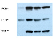 Reliable FKBP5 in Human T Cells