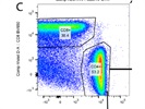Detects CD8 T Cells from Human PBMCs