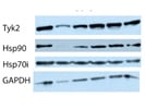 Detects Tyk2 Expression in Monkey Serum