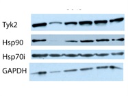Detects Tyk2 Expression in Monkey Serum