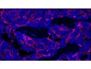 Great Endomucin Antibody