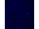 Anti-Alcam Antibody for Immunofluorescence