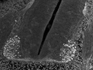 Anti-Foxp1 Antibody for Immunofluorescence