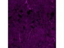 Anti-LRG1 Antibody for Immunofluorescence