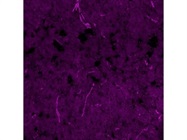 Anti-LRG1 Antibody for Immunofluorescence